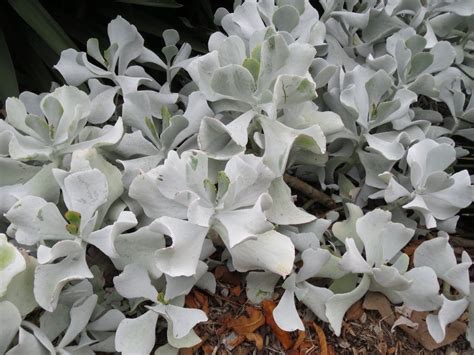 Maybe you would like to learn more about one of these? Cotyledon 'Silver Waves' - Simon the Plantman