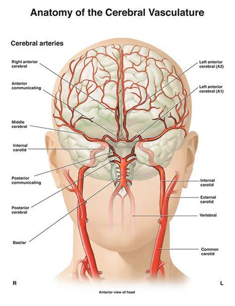 The right internal jugular vein diverges from the artery. Anatomy of the cerebral vasculature diagram - www ...