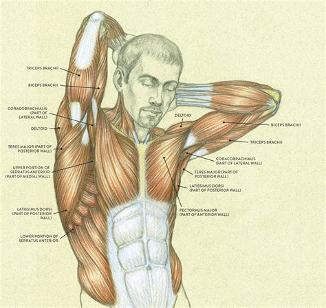 The major muscles in the upper torso of the body include: Female Shoulder Muscles Diagram : Muscles Of The Neck And Torso Classic Human Anatomy In Motion ...