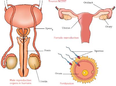 Reproduction in animals depend opon the phylums to which they belongs. CBSE Class 8 - Science - Ch-09-Reproduction in Animals ...