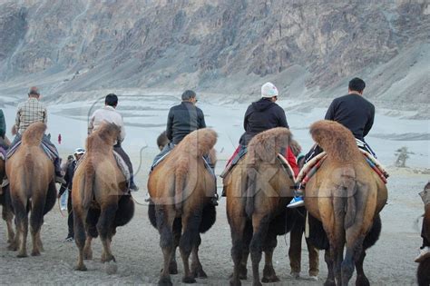 Diwali pe 10 line in hindi. Bactrian camels in a line for tourist rides in Ladakh ...