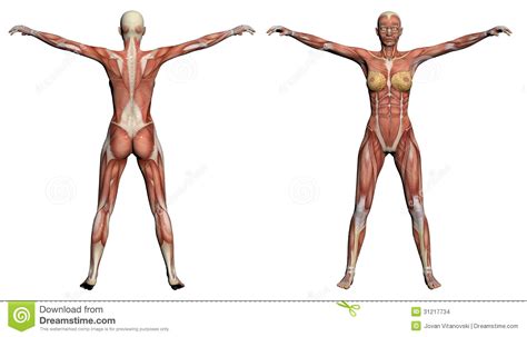 Just trying to pin point the correct area. Human Anatomy - Female Muscles Stock Illustration - Image ...