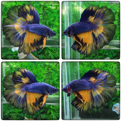 These plecos are strikingly beautiful with luminescent yellow and dark black stripes, so they will surely add to the aesthetics of. fwbettashm1479599574 - +++Blue yellow | Betta fish tank ...