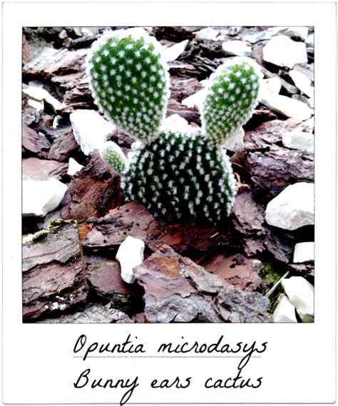 Prickly pear cactus is a type of house plant with tufts of prickles. Bunny ears cactus (Opuntia microdasys) http://www ...