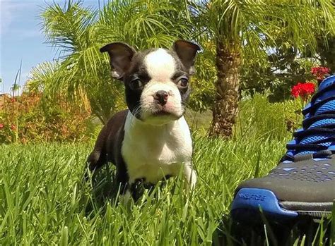 Below we've outlined the 5 steps to get you closer to having your own furman boston terrier puppy. AKC - Gorgeous Boston Terrier Puppy for Sale in San Diego for Sale in San Diego, California ...