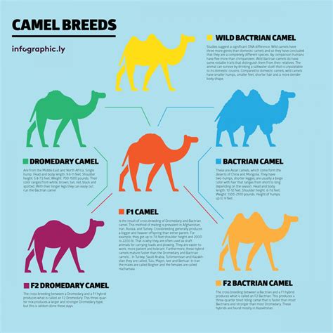 The price of camel milk is significantly higher compared to traditional cow milk, owing to the fact that camel milk production is lower than cow milk, and camel breeding manufacturers of camel dairy products are also diversyfing the range and flavours of products that can be made from camels milk. You Won't Believe, Camel Milk Cost Around Rs.3000/litre ...