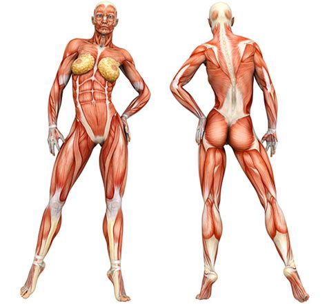 Breast | human body parts either one of the two soft parts on a woman's chest that produce milk when she has a baby — often used before another noun. Exercise Information Guide Men / Women: Best Exercises for ...