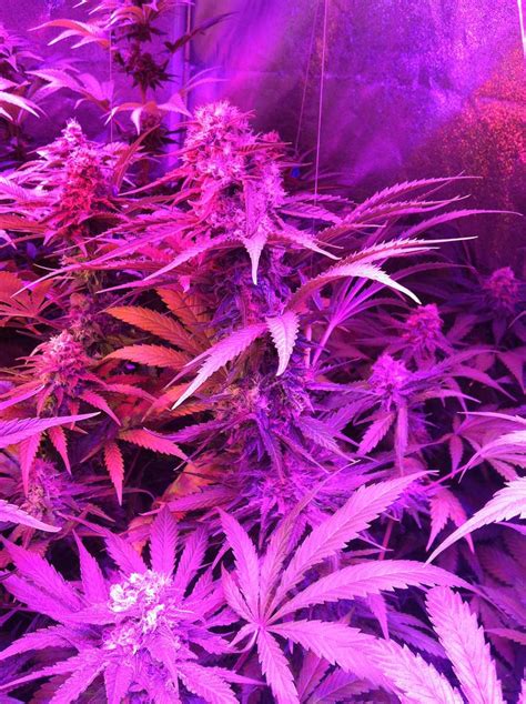 The exact number of hours needed to keep a plant in the vegetative stage is dependent on the strain, but however, when growing weed indoors, a marijuana gardener will have to fool their plants into. Which LED Grow Lights Are Best for Growing Cannabis ...