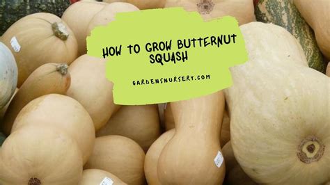 Butternut, acorn, and spaghetti are among the most popular winter squash varieties. How to Grow Butternut Squash Garden | GARDENS NURSERY