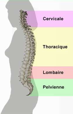 Actualités, tests, encyclopédie, chats avec nos médecins. Colonne vertébrale : définition - docteurclic.com