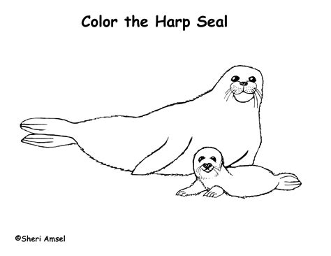 Select from 35653 printable crafts of cartoons, nature, animals, bible and many more. Seal (Harp) Coloring Page