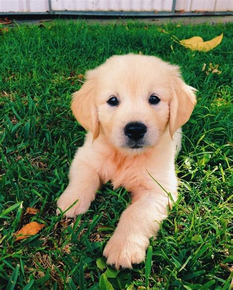 Expect to pay less for a puppy without papers, however, we do not recommend buying a puppy without papers. Golden Retriever Puppies For Sale FOR SALE ADOPTION from ...