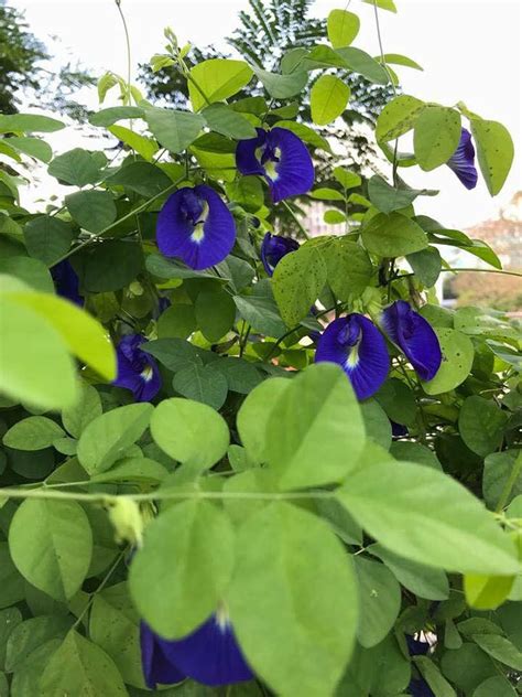 Kacang telang atau nama botaninya clitoria ternatea merupakan tumbuhan yang tergolong dalam keluarga fabaceae. Khasiat Luar Biasa Bunga Telang Bila Di Rendam Bersama Lemon