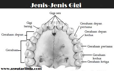 Maybe you would like to learn more about one of these? apa itu gigi struktur dan fungsinya lengkap ...