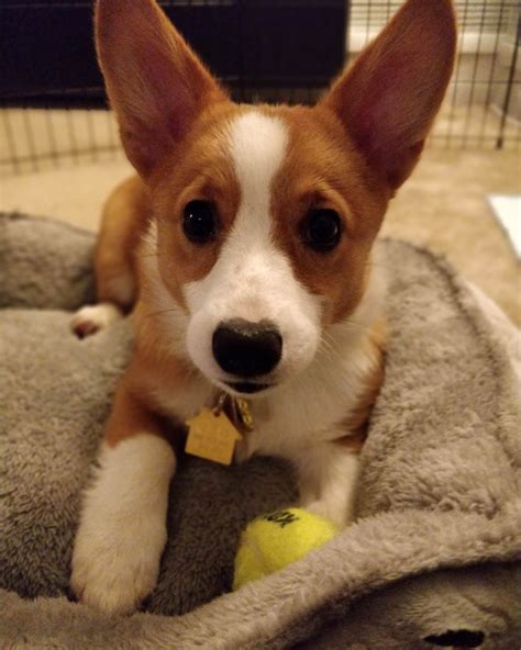 The welsh corgi is a small type of herding dog that originated in wales. Who could say no to this face? | Corgi, Welsh corgi ...