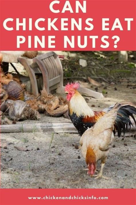 They're smaller, cuter and have a sweet, subtle flavor. Can Chickens Eat Pine Nuts? (+ Other Nuts) - Chicken ...