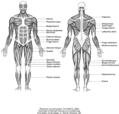 This diagram depicts human muscles labeled and explains the details of human muscles labeled. Emma Woolley...: Anatomical Diagrams
