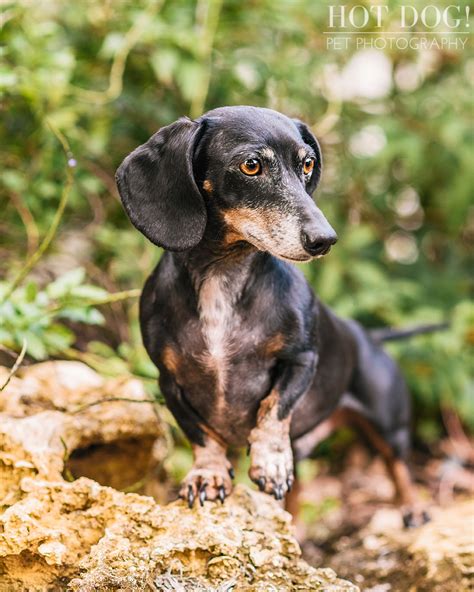 Earn points & unlock badges learning, sharing & helping adopt. The Willoughby Dachshunds | Mt. Dora Pet Photography - Hot Dog! Pet Photography