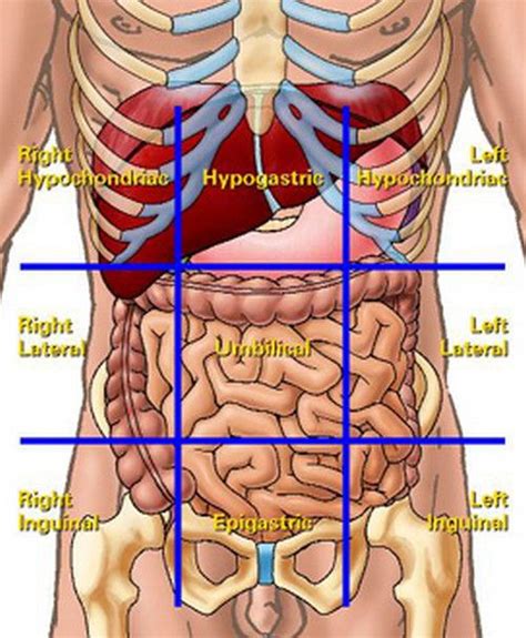 The duodenum is located just below the stomach, and its first part is quite close to the liver and the pancreas. Anatomy Quadrants - Anatomy Drawing Diagram