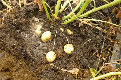 3 innaffiate bene dopo la raccolta per evitare di stressare le piante. Coltivare le patate - B&B La Fossa