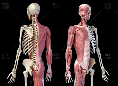 The main function of the muscular system is to provide movement for the body. Muscles Labeled Front And Back / Human Muscle System Functions Diagram Facts Britannica ...