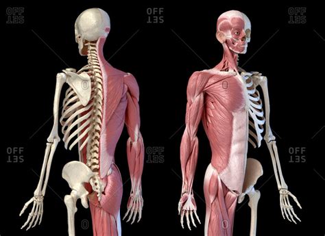 Cameron learns the nudist life with help from two girls. Muscles Labeled Front And Back / Human Muscle System Functions Diagram Facts Britannica ...