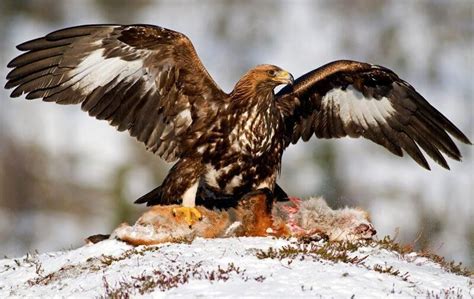 En kungsörn sätter sig gärna i vegetationen längs med backar eller välkamouflerad i träd. Örn klövs itu av vindkraftverk | Land Skogsbruk