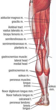 The second set of worksheets is of the unlabeled human skeleton chart. unlabeled back & shoulder muscles (posterior) | Muscle diagram, Shoulder muscles, Muscle