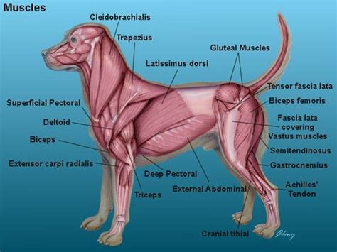 Tendons transmit the mechanical force of muscle contraction to the bones. Health Check: Muscular & Skeletal Systems | Dog anatomy ...