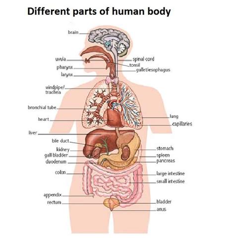 Students match the words to the correct pictures and complete the crossword. Human body diagram | Healthiack