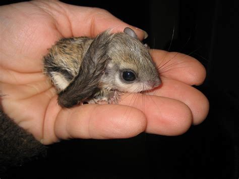 The japanese dwarf flying squirrel is nocturnal, and during the day it rests in holes in trees. baby flying squirrels | bébé-ecureuil-volant | Écureuil ...