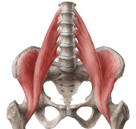 The lumbar region of the spine more commonly known as the lower back is situated. Is a Tight Psoas Causing Your Lower Back Pain? - KamaDeva Yoga