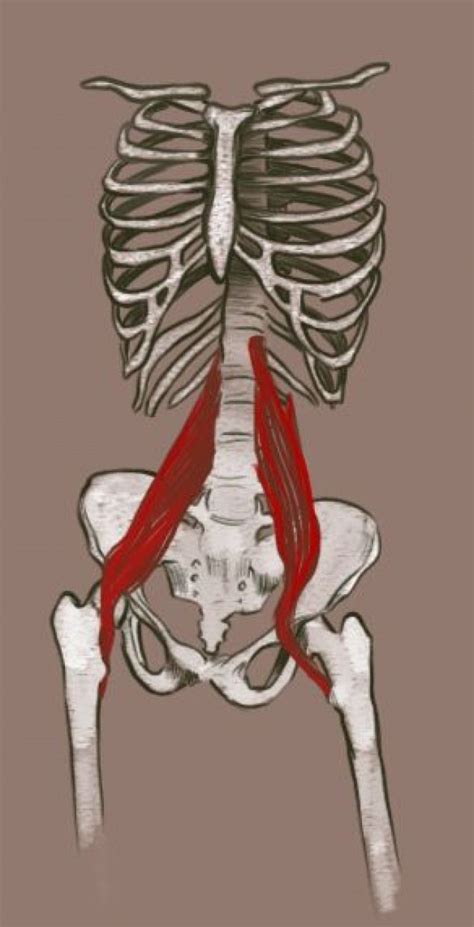The way your hip flexors and lower back muscles attach to the pelvis makes them particularly prone to this: Show some love for your psoas with this awesome release. Your hip flexors will thank you with ...