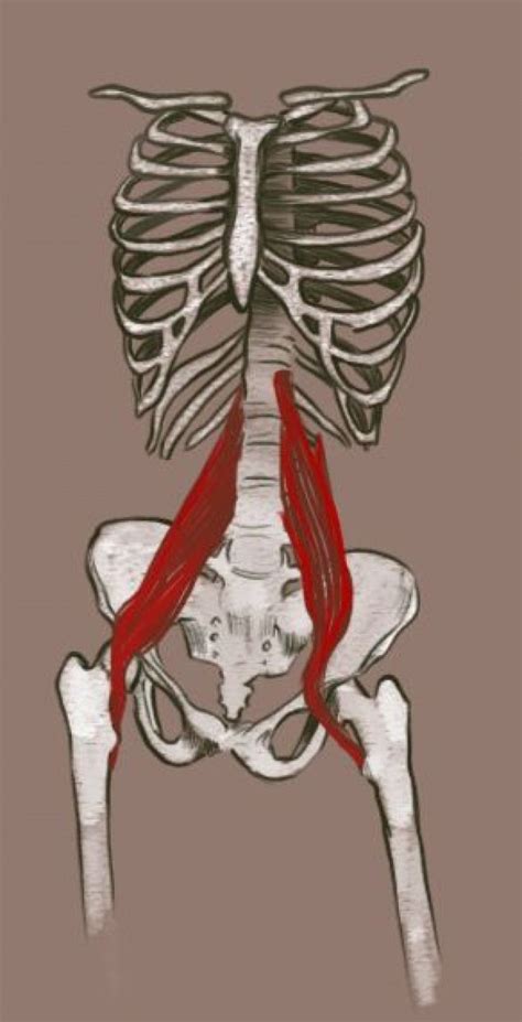 Hip extension and knee flexion. Show some love for your psoas with this awesome release. Your hip flexors will thank you with ...