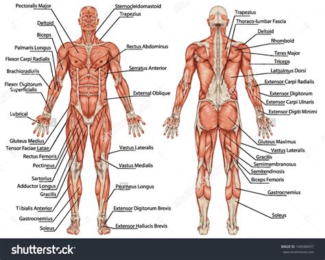 This muscular system chart shows in detail the deep layers of muscle on the front of your body. Image result for muscle diagram of male body | Body muscle ...