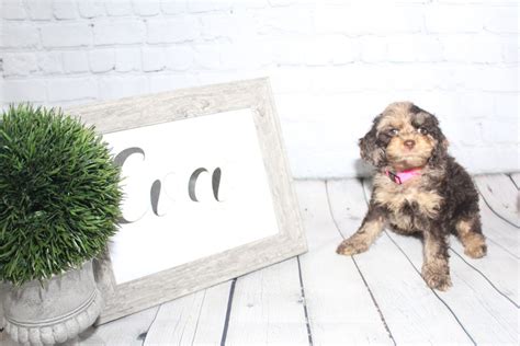 This little cutie is vet checked, up to date on shots and wormer, plus comes with a health guarantee. Cockapoo Puppies For Sale | Fayetteville, NC #305832