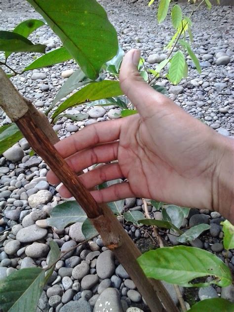 3) pinggir daun menjadi kering dan keriting. udin KH: Cara Mencangkok Tanaman Rambutan (Cangkok Wit ...