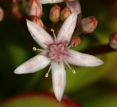 Maybe you would like to learn more about one of these? Jade Plant Flower | Flickr - Photo Sharing!