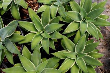 This plant is quite drought and deer tolerant and is suitable for xeriscaping but looks best with regular supplimental water. CHN - Plants - Agave attenuata 'Ray of Light'