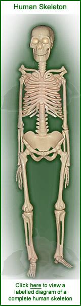 The human bones are categorized into long and short bones. Sutural Bones