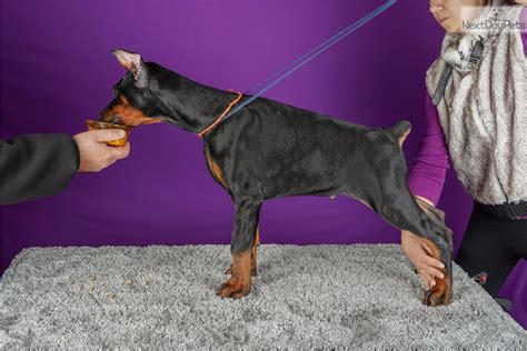 Find doberman puppies from a vast selection of dogs. Doberman Pinscher puppy for sale near Bulgaria. | fa58a6d6-7e01