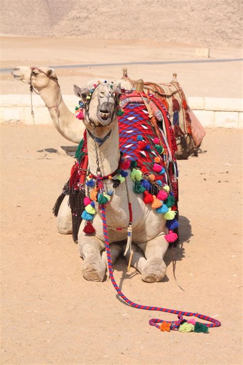 Camel, ship of the desert. Camels, Ships Of The Desert - Giza, Egypt Stock Photo ...