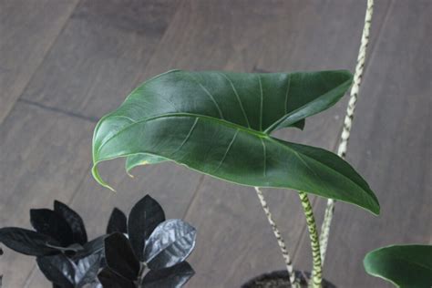 This particular form is noted for its unusual leaf reticultation and elongated blade. Rare Plant Haul | Raven ZZ | Mini Monstera | Zebrina ...