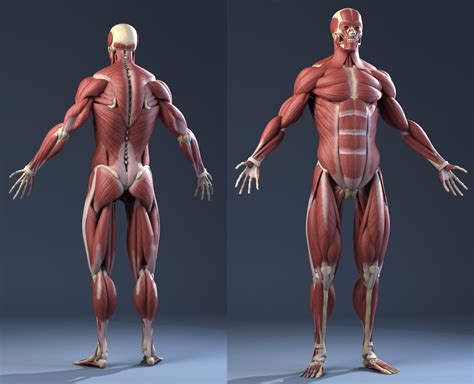 Learn anatomy faster and remember everything you learn. Male Anatomy(muscles,skeleton) 3D Model