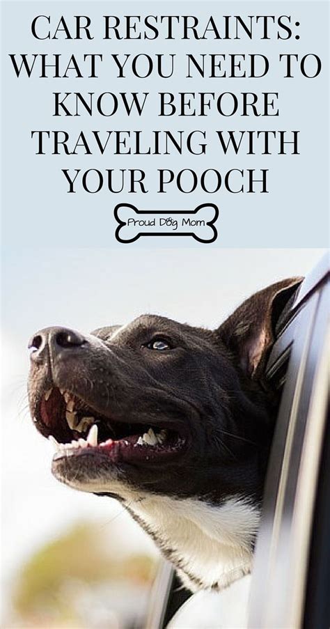 We service the spring valley, summerlin and mountain's edge areas. Dog Car Restraints: What You Need To Know Before Traveling ...