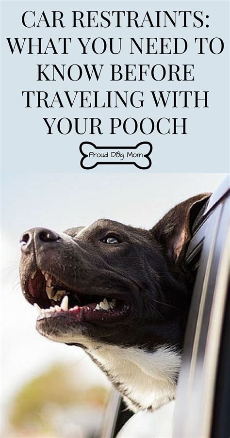 Car restraints for your dog. Dog Car Restraints: What You Need To Know Before Traveling ...