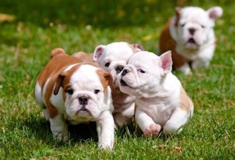 Email top shelf english bulldog is located in central florida and surrounding areas: English Bulldog Puppies For Sale | East State Boulevard ...