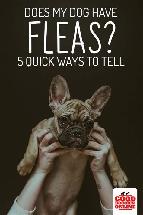 Keep an eye out for any frustrated or unusual scratchy behavior in your domestic animals. Does My Dog Have Fleas? 5 Signs to Know It | Dogs, Mites ...