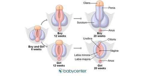 A bird's bill, also called a beak, is a critical piece of its anatomy, not only for foraging, defense, sin. Fetal development: Your baby's genitals and urinary system ...