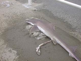 Dec 08, 2017 · サメ（shark）の生態について詳しく解説しています。サメは軟骨魚の中でエラが体の側面にある種類の総称です。全世界で約500種類が確認されており、中でもホオジロザメやジンベエザメなどが有名です。サメというと人間を襲うというイメージがありますが、実際に人間に危害を加える可能性. 22回目サーフィン(サメの出産シーン)!! - This Is Important Time.